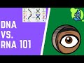DNA and RNA: Similarities and Differences