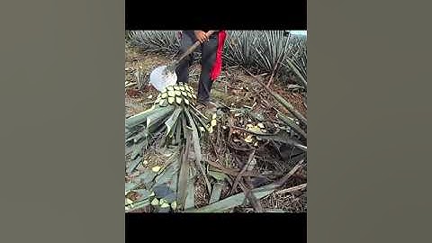 Rượu Tequila là gì? Những điều cần biết về Tequila