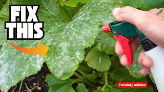How to Treat Powdery Mildew on Plants: Organic Solutions & Prevention