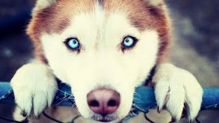 Красавица Хаски скучает.Cute Husky dog.Cute video about a dog.