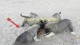 YAVRU KÖPEKLERİ DOYURDUK VE İÇLERİNDEN BİR ÇİFTİNİ BABALIK HAKKI OLARAK SEÇTİM