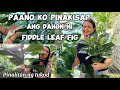 HOW TO SHINE, CLEAN & PROTECT MY FIDDLE LEAF FIG LEAVES (pinakisap at pest free ang mga dahon)