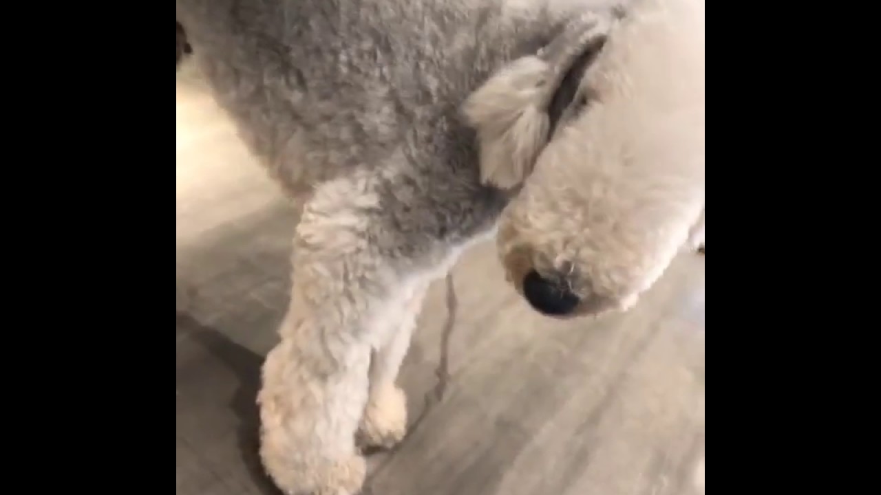 陈伟霆 威廉饱饱调戏狗狗 你怎么这么搞笑啊 Instagram更新 William Chan Youtube