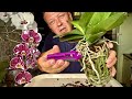 КОРНИ ОРХИДЕИ ГИГАНТСКИЕ НАРОСЛИ потрошим орхидею и готовим к пересадке Сансет Лав