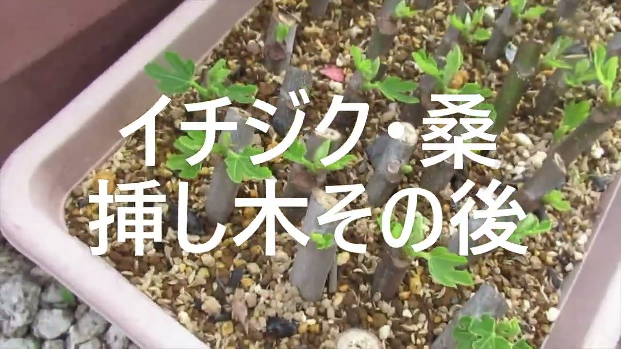 イチジク マルベリー挿し木の手入れ Youtube