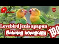 Suara pancingan burung lovebird !!!cukup lima detik musuh bikin emosi