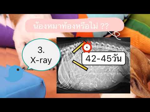 รู้หรือไม่? สุนัขท้องกี่เดือน สุนัขท้องกี่วัน สุนัขคลอดเมื่อไหร่ by Thai Pet Academy