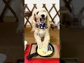【犬のチキン屋さん】お支払いはピッタリで！お釣りはでませんよぉ\(//∇//)\#shorts #犬 #ペット #おしゃべりペット