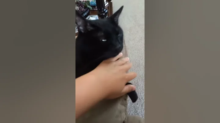 My cat (part two) (song)