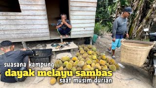 Suasana kampung yang dihuni suku Dayak dan melayu sambas saat musim durian