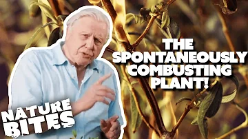 This Plant Spontaneously Combusts | David Attenborough's Kingdom of Plants | Nature Bites