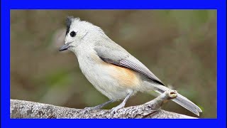 Blackcrested Titmouse Singing! Call! Sound! Carbonero crestinegro Canto  Baeolophus Atricristatus