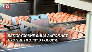 Цены на яйца в России пробили потолок! А что в Беларуси? | Как в стране развивается птицеводство