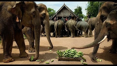Lễ cúng sức khỏe cho Voi tại Buôn Đôn -  Dak Lak