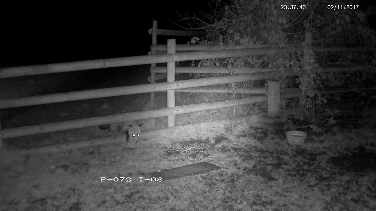 somerset academy A Very Cautious Fox Crept Up On