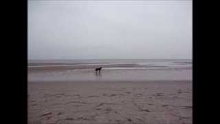 Hoverwarth Heult Wie Ein Wolf