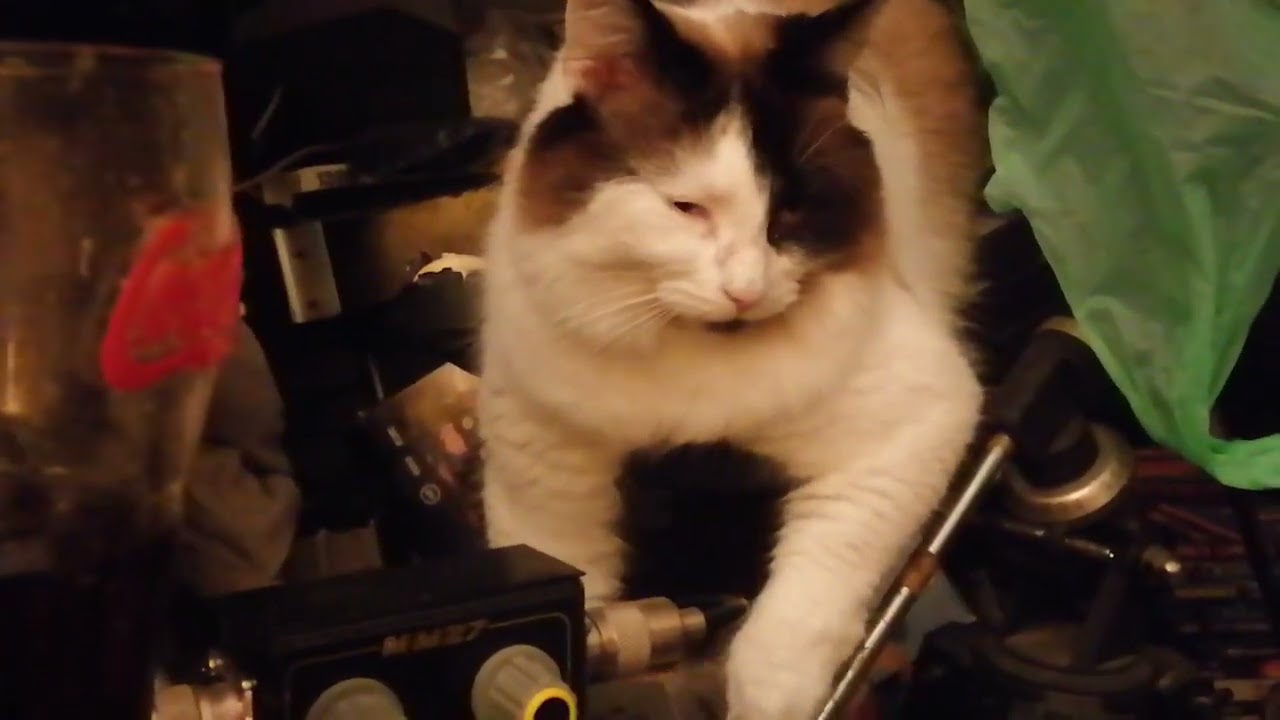 my cat Bear listening cb radio