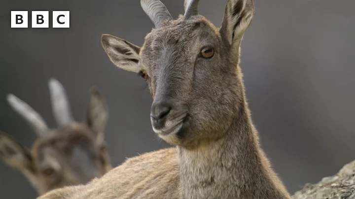 Markhor mountain goats battle on a cliff edge 😱 | Asia - BBC