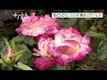 色とりどりのバラの花２６００株「未来」がテーマ･･･久留米市の石橋文化センター
