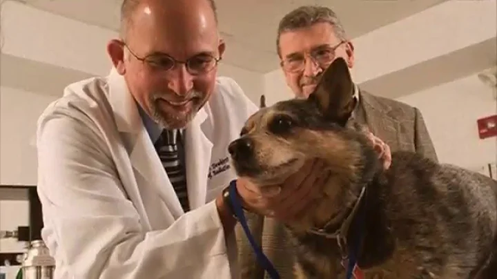 Hump Day @ Duke Cancer Institute: Canine Comparati...