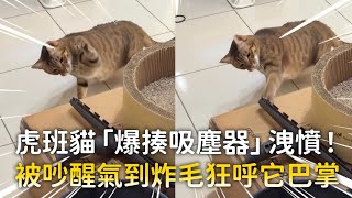虎班貓「爆揍吸塵器」洩憤！　被吵醒氣到炸毛狂呼它巴掌