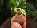 🐸 Tiny Red-Eyed Tree Frog Resting on a Human Finger | Ultra Realistic Macro