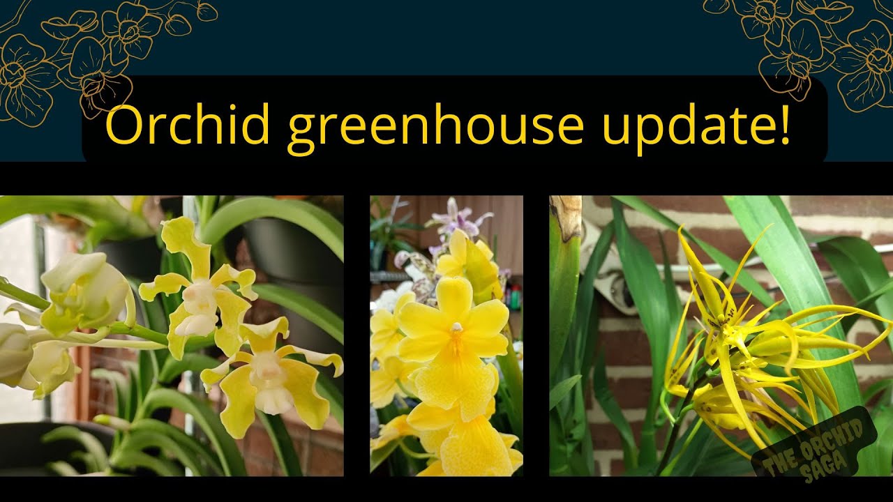 Orchid greenhouse update! June - 2025