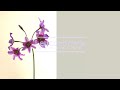 Leucocoryne -Today's Flower-                            ⚫︎Mar.10.2022⚫︎