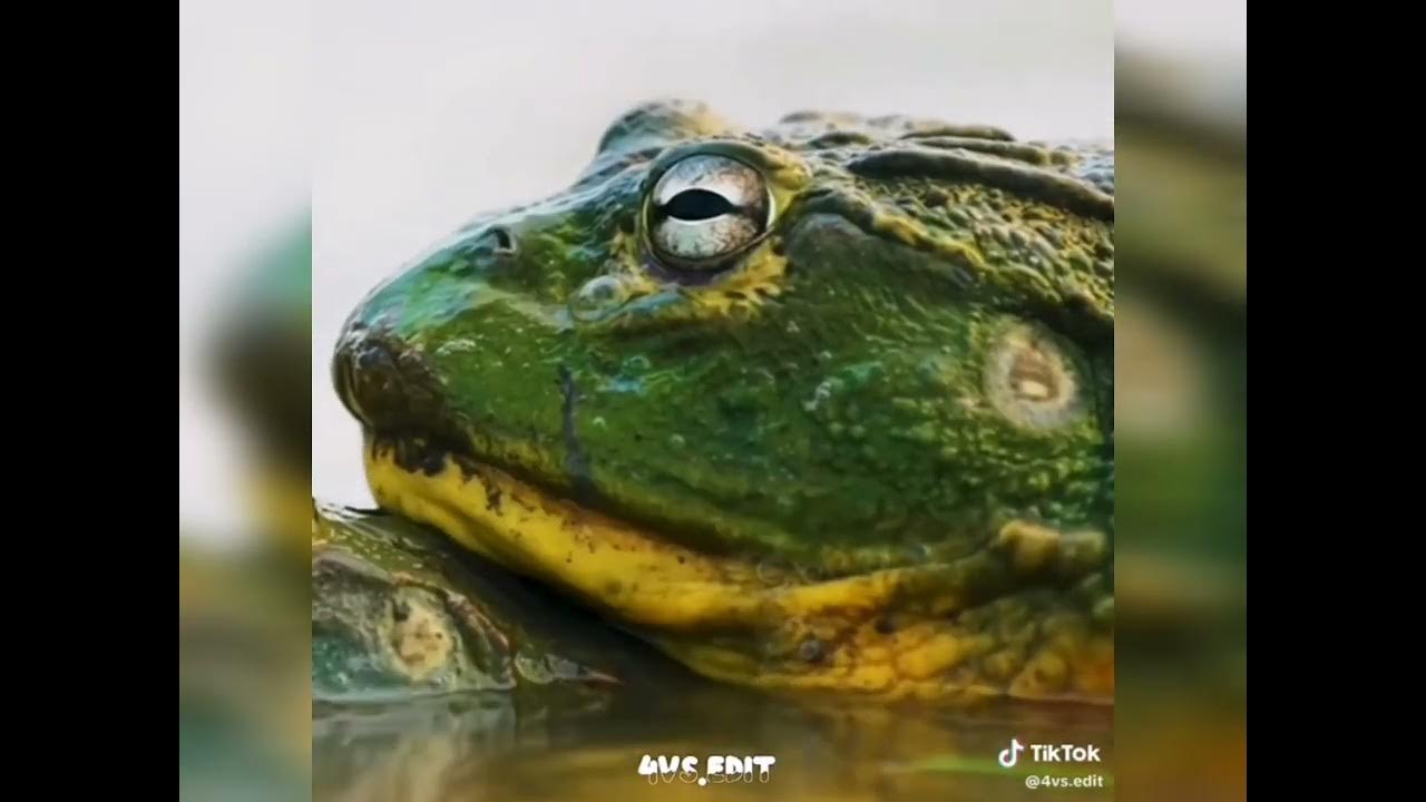 best-tiktok-animal-beef-edits-youtube