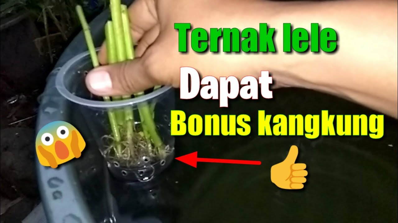 budidaya lele ember