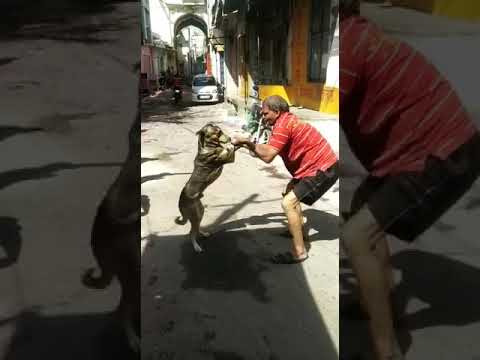 Holi funny video dance with dog