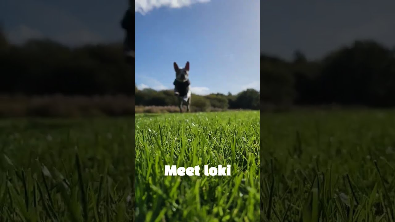 loki the puppy loves the sunshine 🌞 🐾