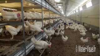 Poules Pondeuses en élevage dans un bâtiment plein air