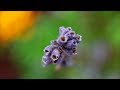 What Lavender With To Stems Do