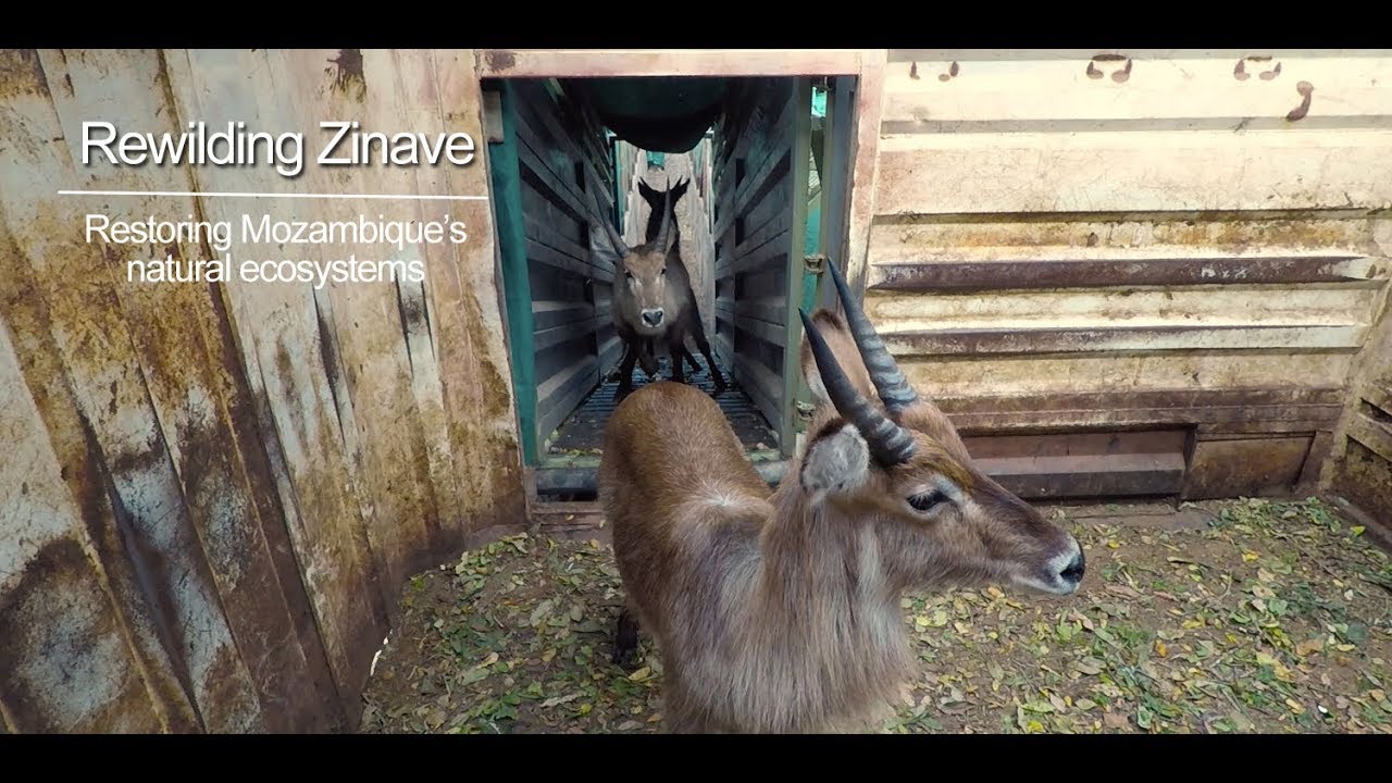 Rewilding Zinave 2017