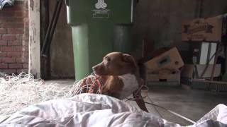 Hope For Paws ( Pit Bull Rescue Like You Have Never Seen Before )