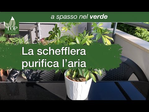 Video: Coltivare piante di Schefflera all'aperto - Come prendersi cura delle piante di Schefflera all'aperto