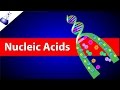 Nucleic Acids