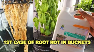 Root Rot Is Destroying My Plants — Can Hydroguard Save Them