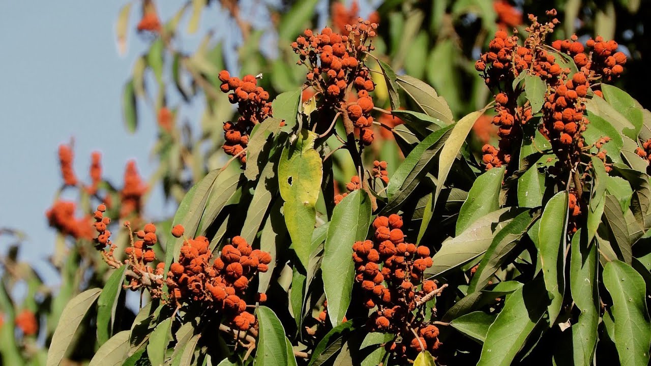 Jungle trees series, explanation on Mallotus philippensis tree