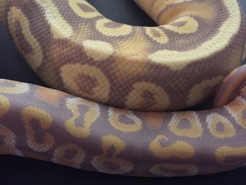 GORGEOUS PASTEL BANANA MOJAVE!  SAME SNAKE.... 1 YEAR LATER!    WOW!!!