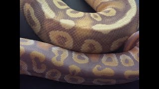 GORGEOUS PASTEL BANANA MOJAVE!  SAME SNAKE.... 1 YEAR LATER!    WOW!!!