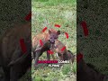 Animals Glitching in Real Life 🐒🌊 #animals #wildlife