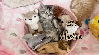 ぬいぐるみに紛れて眠る子猫が反則級に可愛いかぐ告兄妹日記Kitten Sleeping Amongst Stuffed Animals.