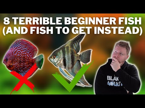 Video: Ikan Pemula Terbaik dan Terburuk untuk Akuarium Anda