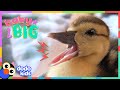 Watch This Duck Hatch From Her Egg And Grow SO BIG! | Dodo Kids | Baby 2 Big