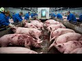 From Pigs To Pork How Does Russia S Most Modern Pork Processing Plant Work 