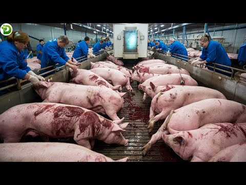 From Pigs To Pork How Does Russia S Most Modern Pork Processing Plant Work 