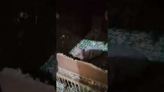 Lovebird Biola Blue x Biola Ewing Aqua