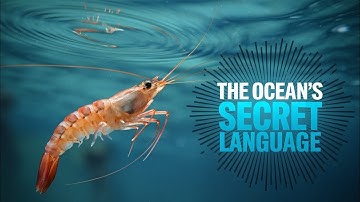 The Secret Language of Marine Life